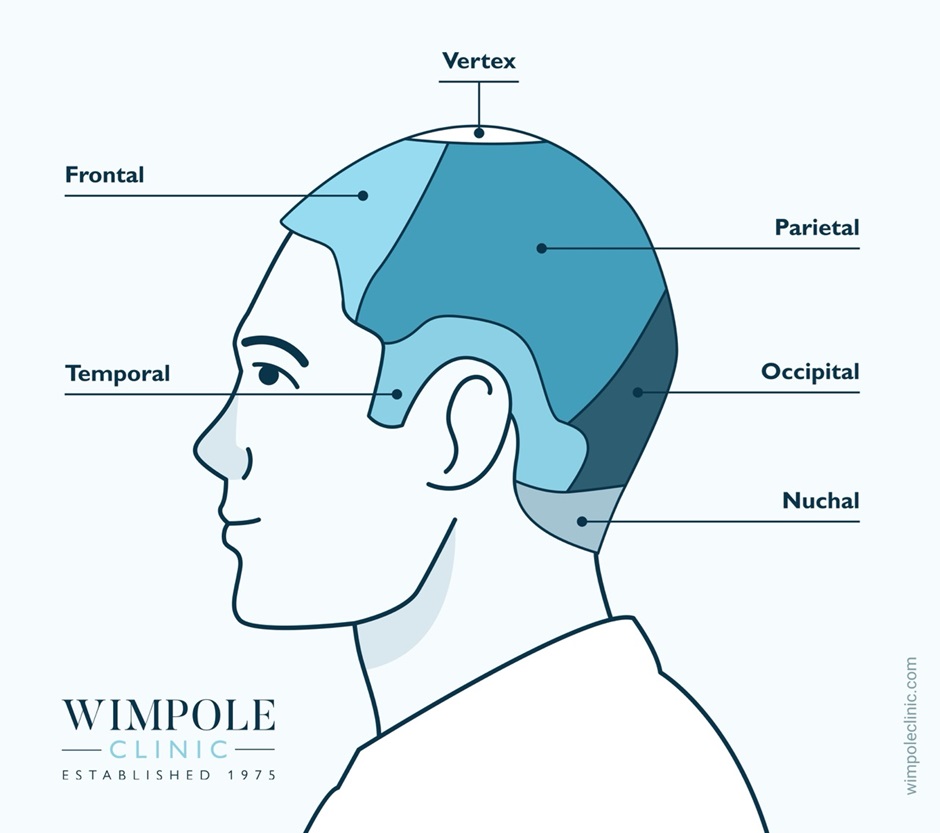 Regions of the scalp