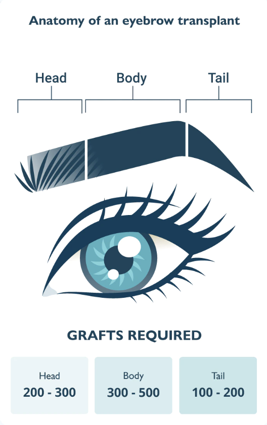 anatomy of eyebrow transplant