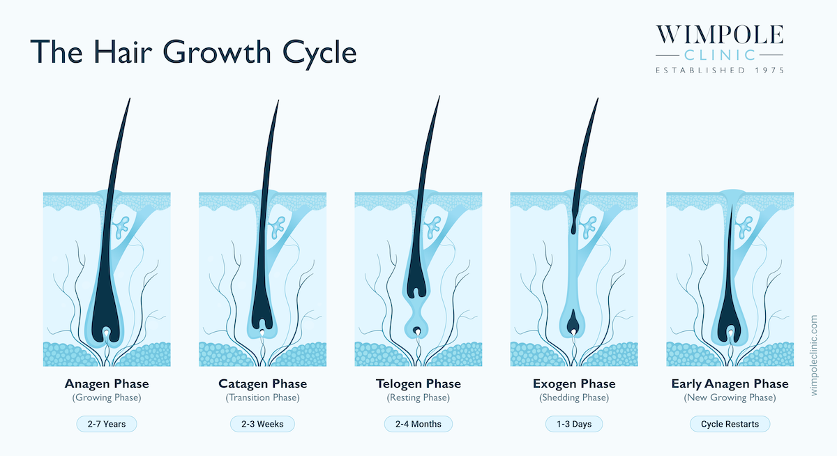 Hair growth cycle