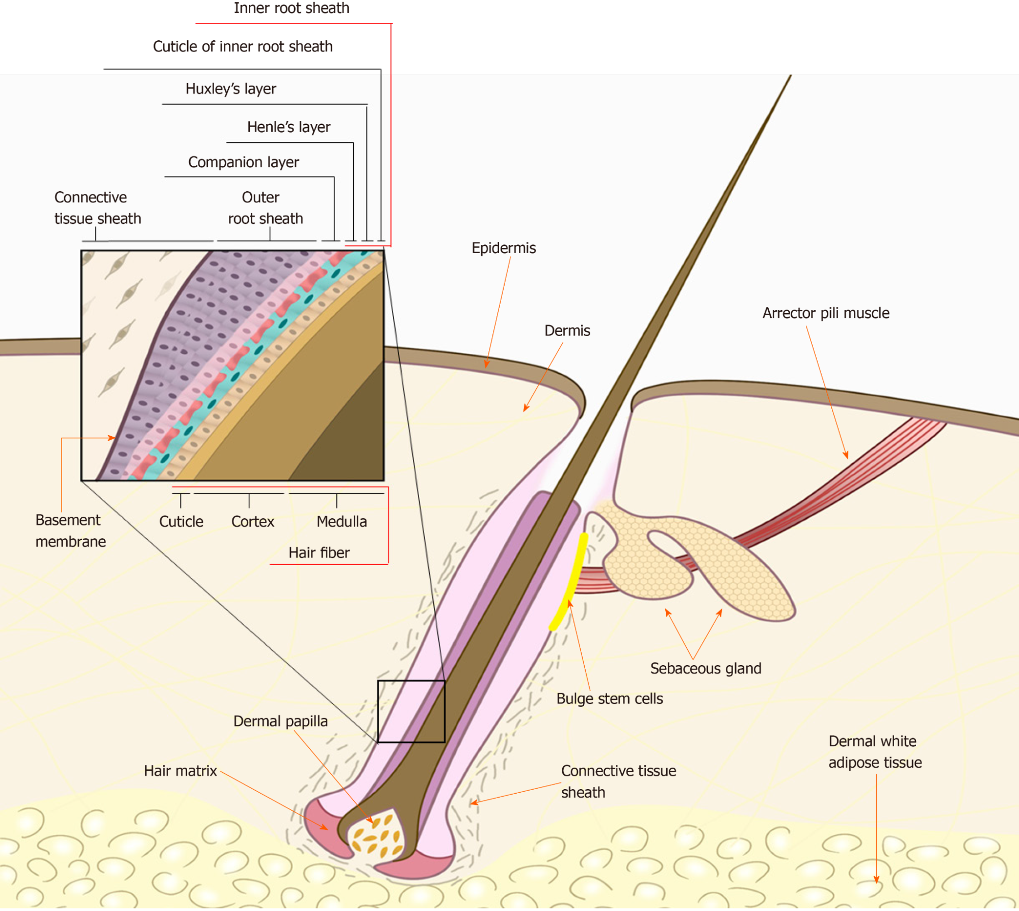 Diagram of a hair follicle and shaft