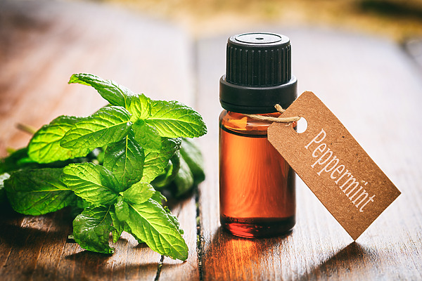 Peppermint oil for hair